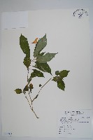 紫花鳳仙花藏品圖，第1張