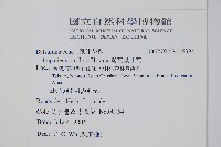 紫花鳳仙花藏品圖，第2張