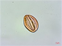 地耳草、小還魂藏品圖，第1張