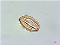 地耳草、小還魂藏品圖，第2張