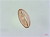 地耳草、小還魂藏品圖，第3張