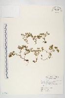 水辣菜、禺毛茛藏品圖，第1張