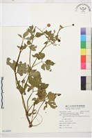 水辣菜、禺毛茛藏品圖，第2張