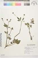 水辣菜、禺毛茛藏品圖，第1張