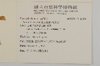 狗筋蔓藏品圖，第2張