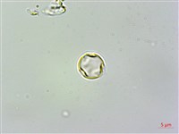 苦苣苔藏品圖，第1張