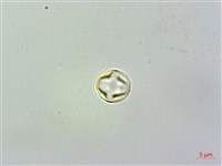 苦苣苔藏品圖，第2張