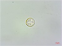 苦苣苔藏品圖，第3張