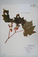 裂葉秋海棠、巒大秋海棠藏品圖，第1張