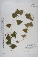 馬交兒藏品圖，第1張