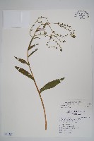 琉璃草藏品圖，第1張