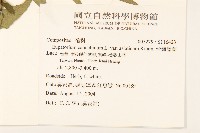 台灣澤蘭藏品圖，第2張