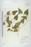 青牛膽藏品圖，第1張