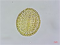 青牛膽藏品圖，第2張