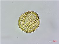 青牛膽藏品圖，第3張