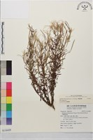 闊柱柳葉菜藏品圖，第1張