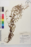 短葉柳葉菜藏品圖，第1張
