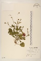 矮菊藏品圖，第1張