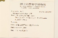 矮菊藏品圖，第2張