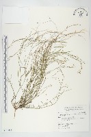 玉山筷子芥藏品圖，第1張