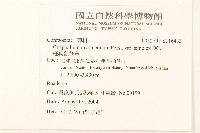 細葉鼠麴草藏品圖，第2張