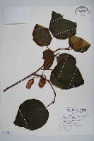 臺灣羊桃藏品圖，第1張