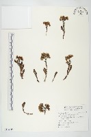 玉山佛甲草藏品圖，第1張