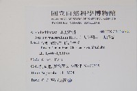 大花細辛、馬蹄香藏品圖，第2張