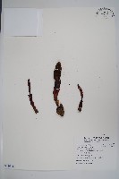 穗花蛇菰藏品圖，第1張