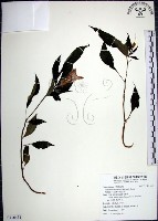 角桐草、台灣半蒴苣苔藏品圖，第1張