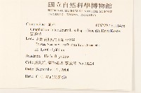 鼠麴草藏品圖，第2張