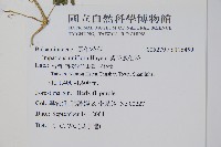 紫花鳳仙花藏品圖，第2張