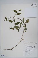 登錄號:S116460藏品圖，第1張