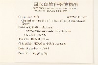 鼠麴草藏品圖，第2張