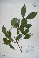 紅子莢迷藏品圖，第1張