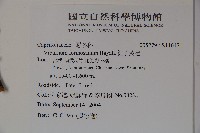 紅子莢迷藏品圖，第2張