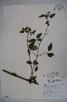 狹葉莢迷藏品圖，第1張