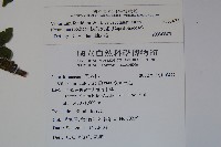 狹葉莢迷藏品圖，第2張