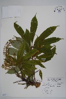 臺灣鵝掌柴藏品圖，第1張