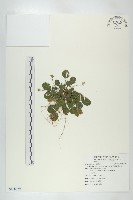 倒卵葉裂緣花藏品圖，第1張