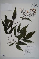 冇骨消藏品圖，第1張