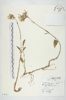 倒吊蓮藏品圖，第1張