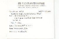 倒吊蓮藏品圖，第2張