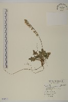 中原氏鬼督郵藏品圖，第1張