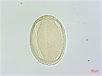 中原氏鬼督郵藏品圖，第2張