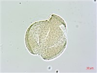 中原氏鬼督郵藏品圖，第3張