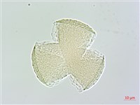 中原氏鬼督郵藏品圖，第4張