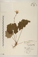 臺灣山菊藏品圖，第1張