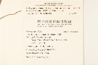 臺灣山菊藏品圖，第2張