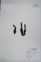 穗花蛇菰藏品圖，第1張